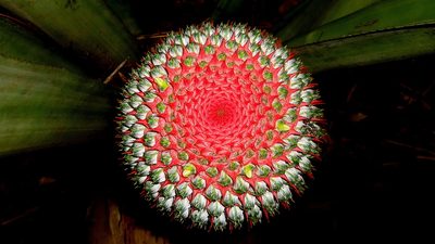 Karawata multiflora, photographed by russiannaturalistbrazil