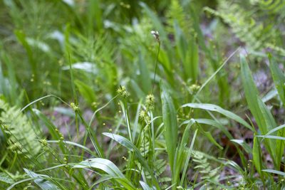 Solidago ohioensis, photographed by Randy A Nonenmacher