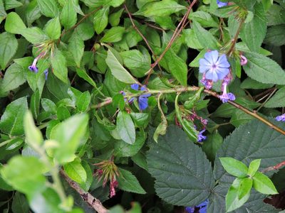 Ceratostigma plumbaginoides, photographed by Susan Marley
