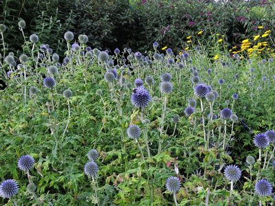 Echinops bannaticus, photographed by Susan Marley