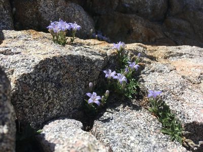 Campanula shetleri, photographed by Steve Matson