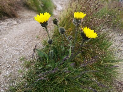 Hieracium alpinum, photographed by Jens-Christian Svenning