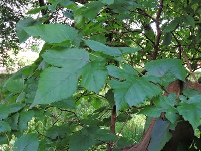 Morus nigra, photographed by Susan Marley