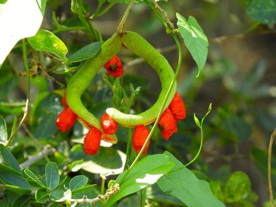 Pithecellobium lanceolatum, photographed by Francisco Farriols Sarabia