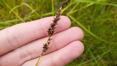 Carex diandra, photographed by Quinten Wiegersma