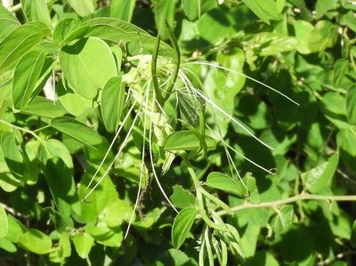 Bauhinia pauletia, photographed by Francisco Farriols Sarabia