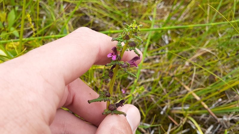 Pedicularis parviflora, photographed by Quinten Wiegersma
