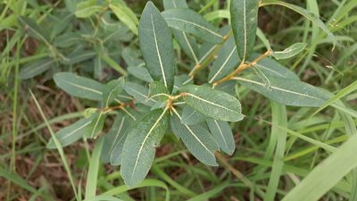 Salix pedicellaris, photographed by Quinten Wiegersma