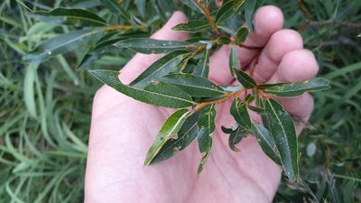 Salix planifolia, photographed by Quinten Wiegersma