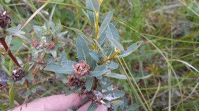 Salix pedicellaris, photographed by Quinten Wiegersma