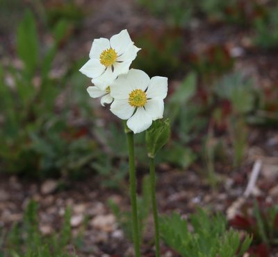 Anemonastrum zephyrum, photographed by Lauren McLaurin
