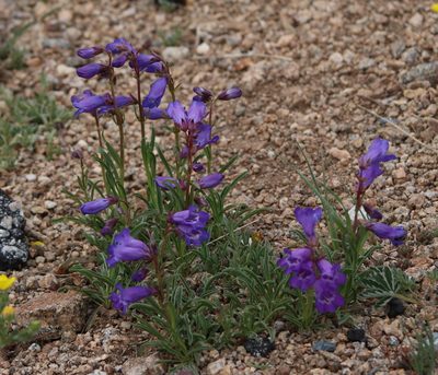 Penstemon hallii, photographed by Lauren McLaurin