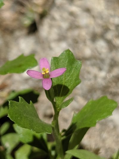 Zeltnera exaltata, photographed by Alex Heyman