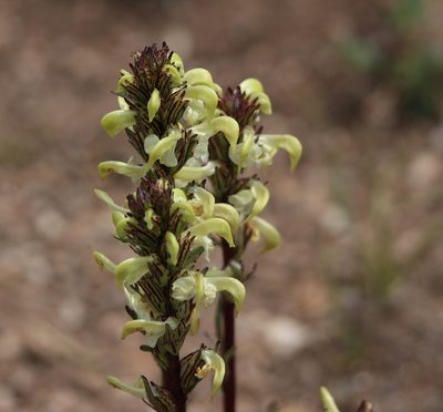 Pedicularis parryi, photographed by Lauren McLaurin