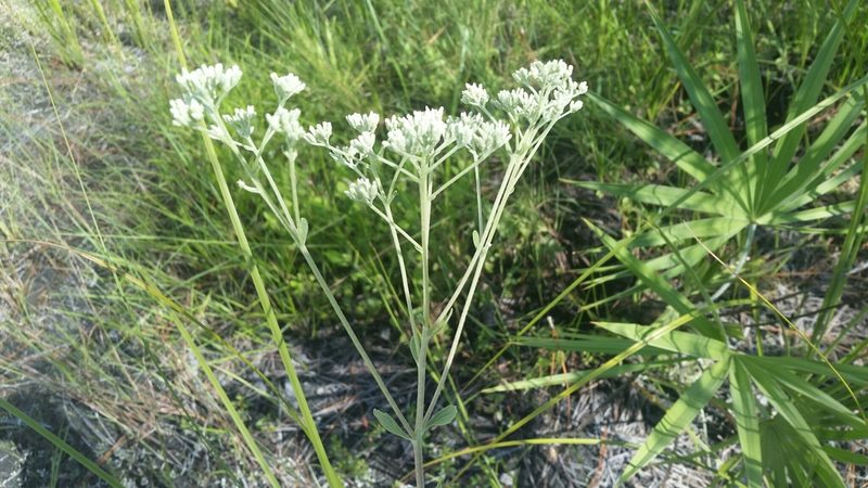 Eupatorium mikanioides, photographed by Jay Horn
