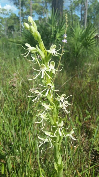 Habenaria macroceratitis, photographed by Jay Horn