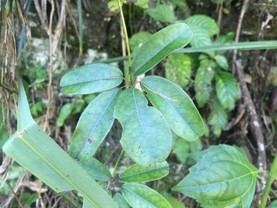 Akebia longeracemosa, photographed by Tatsutomo Chin