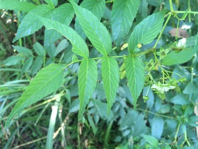 Rubus fraxinifolius, photographed by Tatsutomo Chin