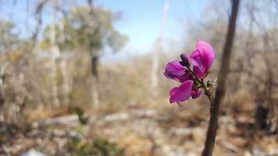 Indigofera dionaeifolia, photographed by Romer N. Rabarijaona