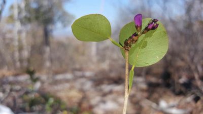 Indigofera dionaeifolia, photographed by Romer N. Rabarijaona
