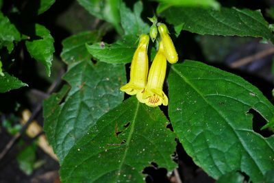 Titanotrichum oldhamii, photographed by Moogoo Lee