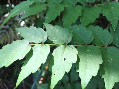 Aralia decaisneana, photographed by Tatsutomo Chin