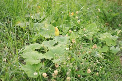 Cucurbita maxima, photographed by Steven Bodzin