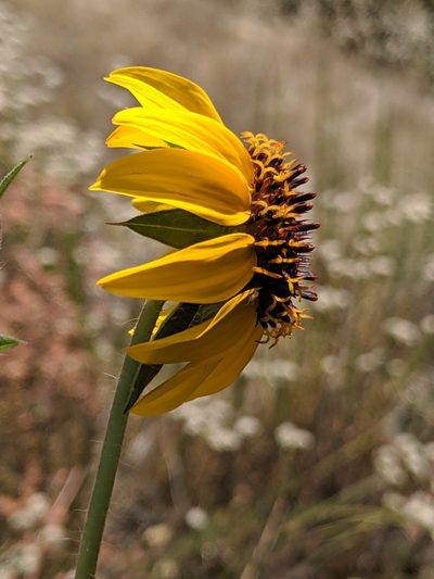 Helianthus bolanderi, photographed by Alex Heyman