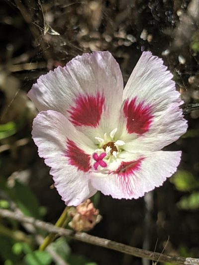 Clarkia speciosa, photographed by Alex Heyman