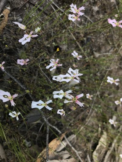 Stylidium ecorne, photographed by Ann Bentley