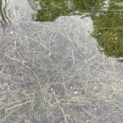 Zannichellia palustris, photographed by Summit Metro Parks