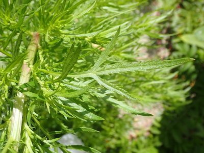 Artemisia biennis, photographed by Mary Krieger