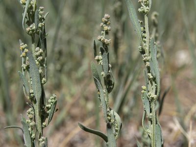 Chenopodium leptophyllum, photographed by Jim Morefield