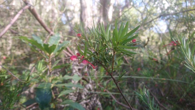Grevillea baueri, photographed by Jeff Harbrow