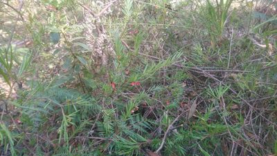 Grevillea baueri, photographed by Jeff Harbrow