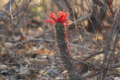 Cochemiea poselgeri, photographed by Daniela Gámez