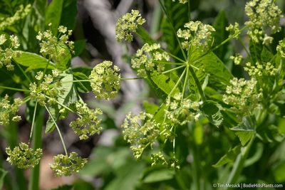 Osmorhiza occidentalis, photographed by Tim Messick