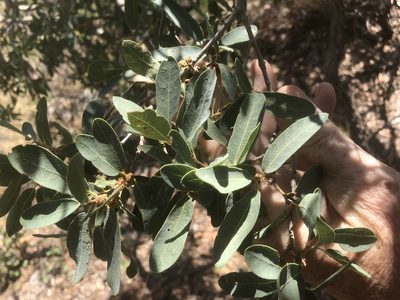 Quercus oblongifolia, photographed by Alan Weakley