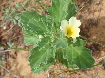 Pedalium murex, photographed by Mark