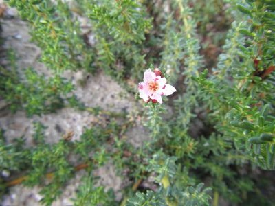 Frankenia repens, photographed by douglaseustonbrown