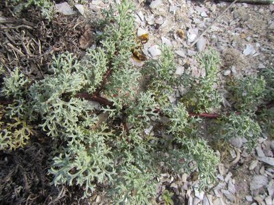 Grielum grandiflorum, photographed by douglaseustonbrown
