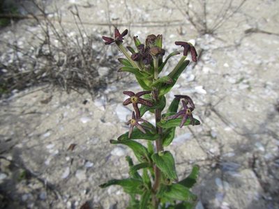 Lyperia tristis, photographed by douglaseustonbrown