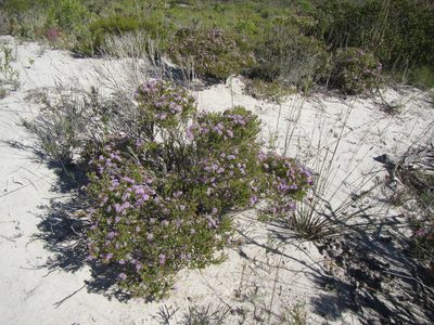 Agathosma thymifolia, photographed by douglaseustonbrown