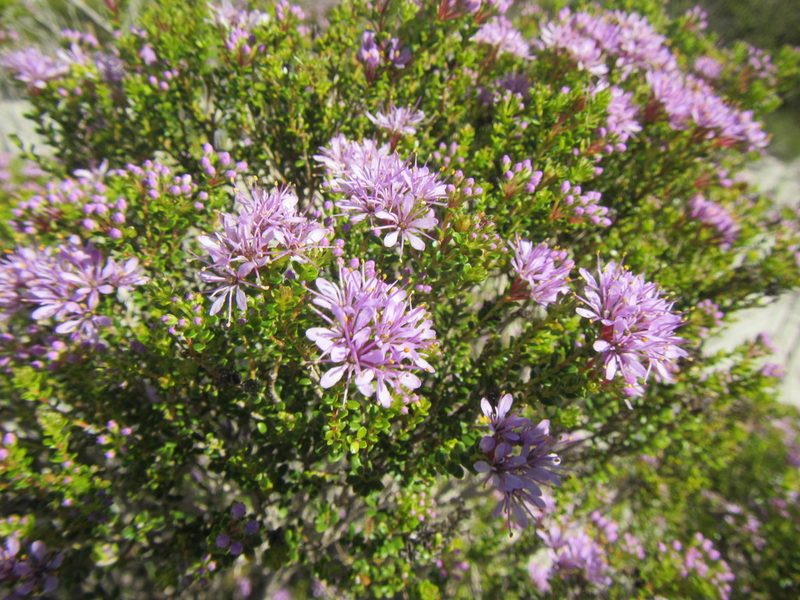 Agathosma thymifolia, photographed by douglaseustonbrown