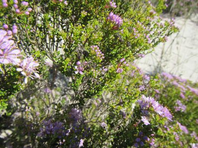 Agathosma thymifolia, photographed by douglaseustonbrown