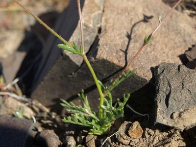 Gilia transmontana, photographed by Jim Morefield
