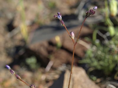 Gilia transmontana, photographed by Jim Morefield