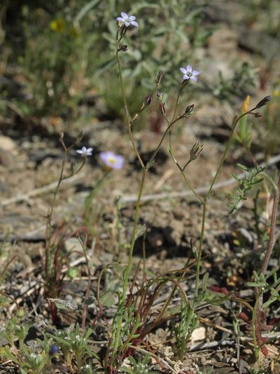 Gilia transmontana, photographed by Jim Morefield