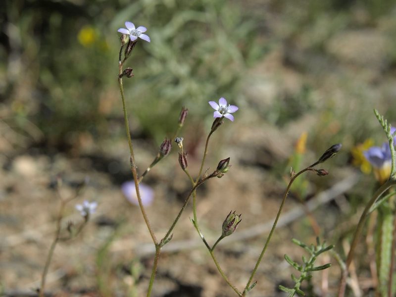 Gilia transmontana, photographed by Jim Morefield
