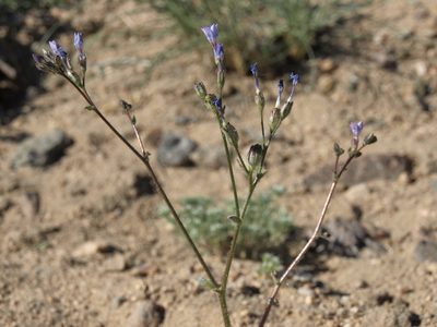 Gilia sinuata, photographed by Jim Morefield